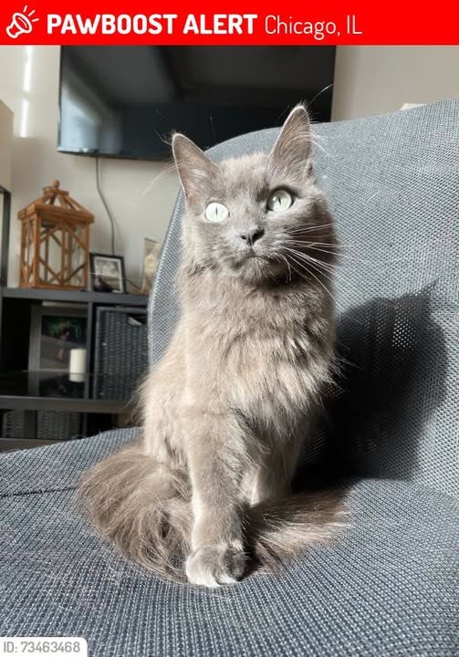 Bentley, a long-haired gray cat missing from the School and Springfield area of Chicago