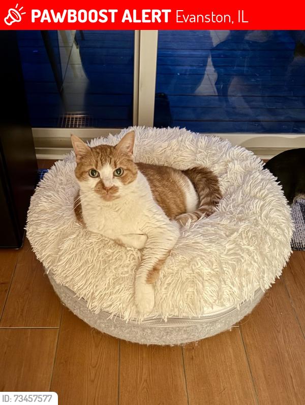 Hobbes, the orange-and-white tabby cat pictured in his original PawBoost notice