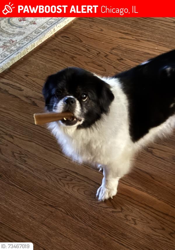 Lexi, the missing dog pictured in her original PawBoost notice