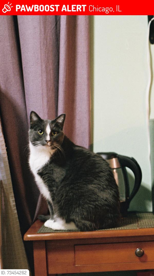 Louie, missing cat