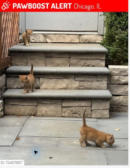 Orange Kitty, the young orange kitten pictured in the original PawBoost notice