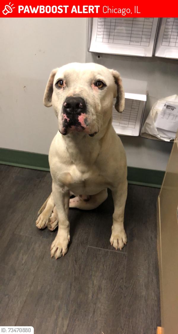 Lucas, the white dog pictured in his original PawBoost notice