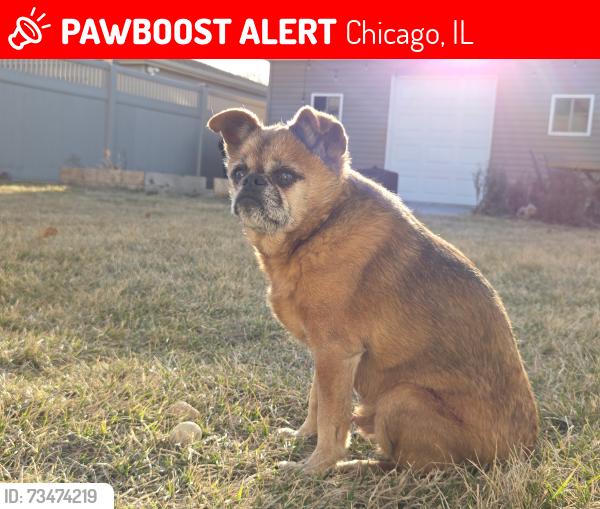 Beans, the brown senior dog with a darker face pictured in his original PawBoost notice