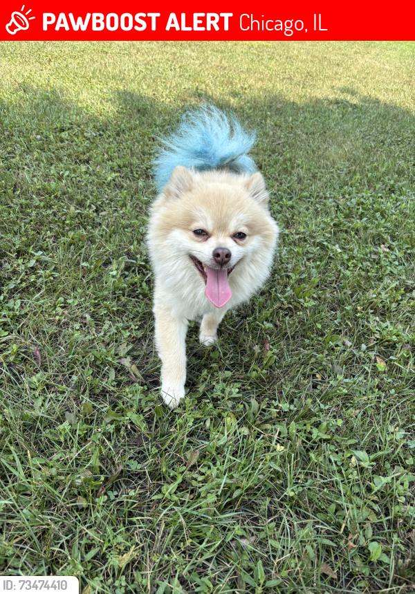 Po, the cream Pomeranian with a blue-colored tail pictured in his original PawBoost notice