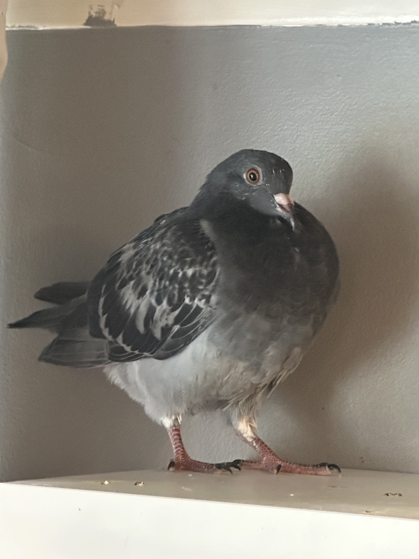 PJ, a juvenile gray pigeon standing on a shelf.